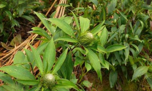 甲环酸片的说明书、甲 环素 -盐酸胍甲环素胶囊副作用网